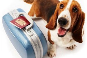 Guardería Canina CCAM99