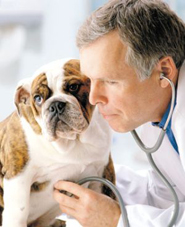 VETERINARIO PERROS CCAM99