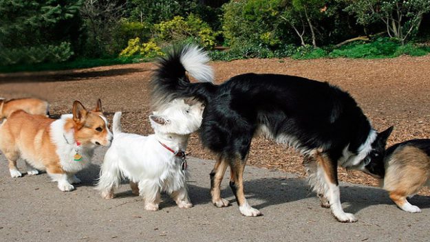 POR QUÉ LOS PERROS SE HUELEN EL CULO perros-oliendose CCAM99