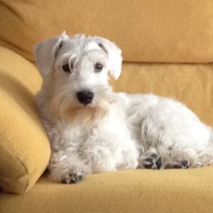 Residencia canina Madrid Brunete. Plazas interiores CCAM99