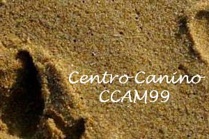 La mejor residencia canina en Madrid (Brunete) CCAM99