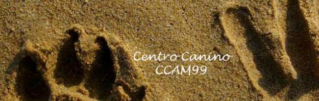 residencia-canina-madrid-ccam99 La mejor residencia canina en Madrid (Brunete) CCAM99