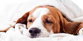 CCAM99- Puedo pegar la gripe a mi perro? Gripe en perros CCAM99