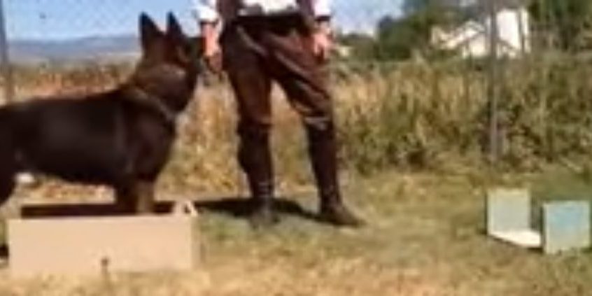 LAS DOS CAJAS Adiestramiento CCAM99 Las dos Cajas. Adiestramiento CCAM99