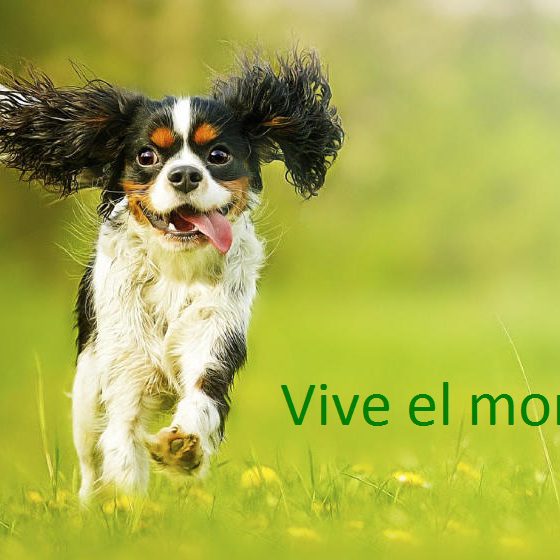 PERRO_VIVE_EL_MOMENTO_CCAM99 VIVE EL MOMENTO CCAM99