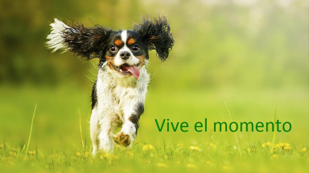 VIVE EL MOMENTO CCAM99