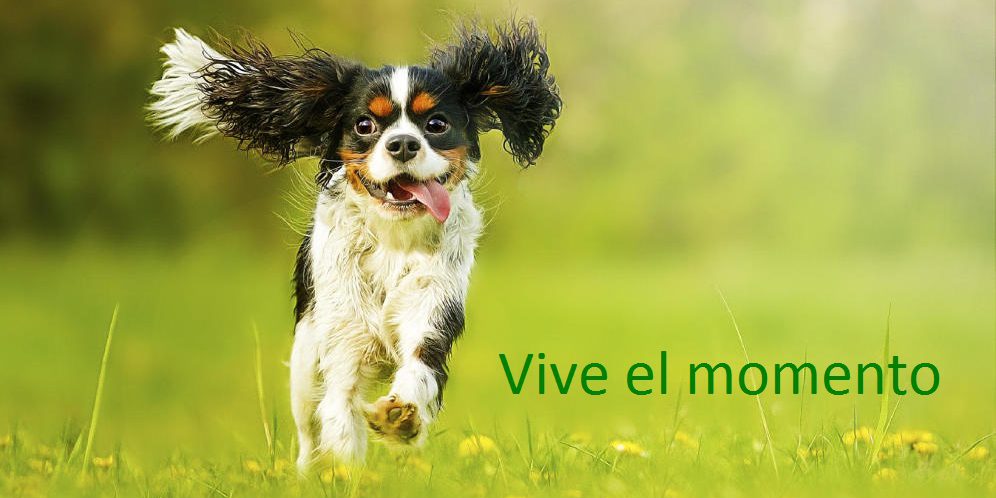 PERRO_VIVE_EL_MOMENTO_CCAM99 VIVE EL MOMENTO CCAM99