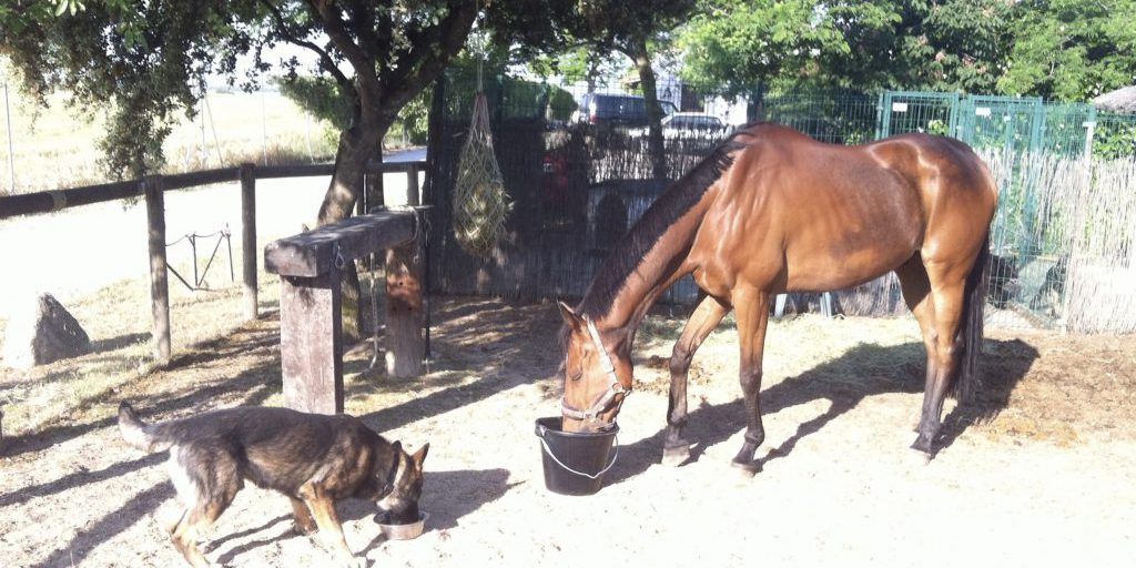 Mi caballo y mi perro CCAM99 Perro y caballo CCAM99
