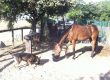 Perro y caballo CCAM99