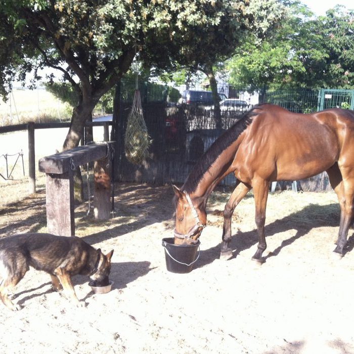 Mi caballo y mi perro CCAM99 Perro y caballo CCAM99