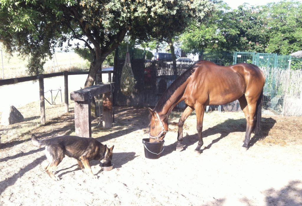 Mi caballo y mi perro CCAM99 Perro y caballo CCAM99