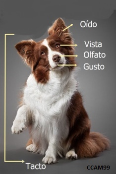 LOS 5 SENTIDOS EN EL PERRO_CCAM99 LOS 5 SENTIDOS EN EL PERRO_CCAM99