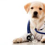 PERRO DE TERAPIA _ CCAM99 PERRO DE TERAPIA_CCAM99