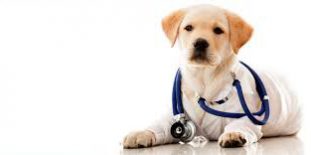 PERRO DE TERAPIA _ CCAM99 PERRO DE TERAPIA_CCAM99