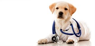 PERRO DE TERAPIA _ CCAM99 PERRO DE TERAPIA_CCAM99