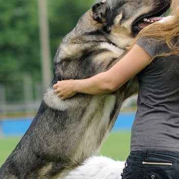 conductas-llave-adiestramiento-canino-ccam99 conductas-llave-adiestramiento-canino-ccam99