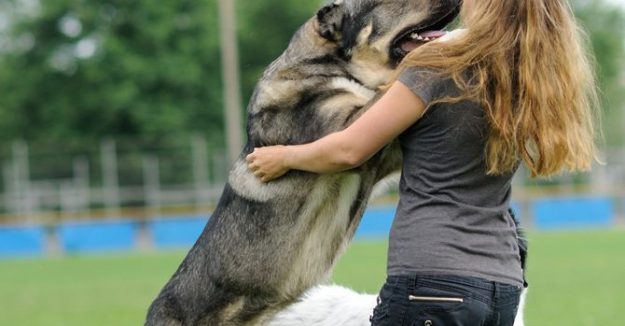 conductas-llave-adiestramiento-canino-ccam99