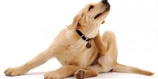 SARNA EN PERROS. SARCÓPTICA. DEMÓDEX