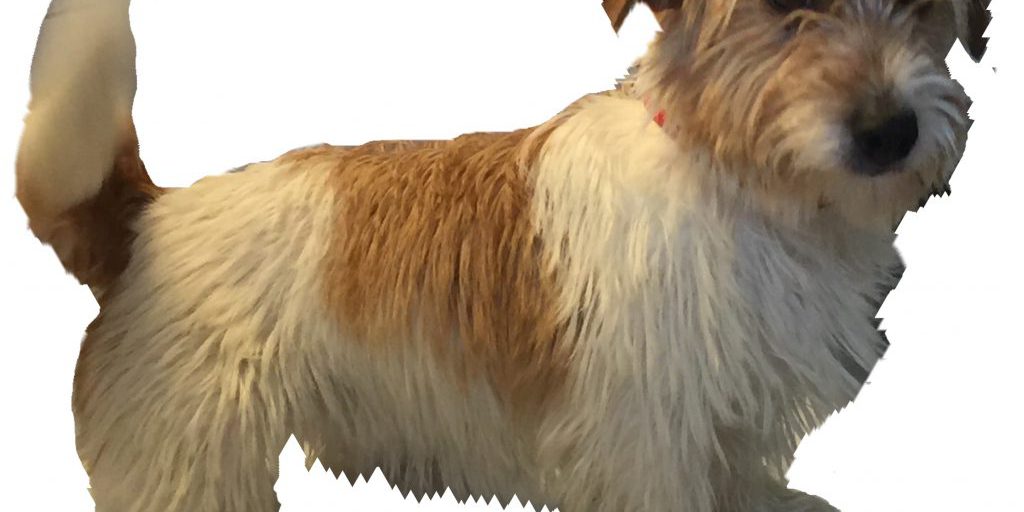 Tener una mascota: ventajas