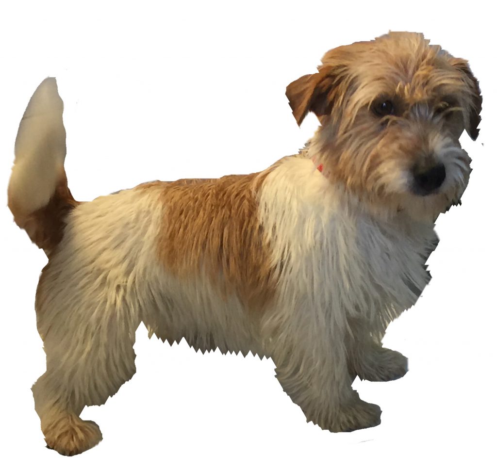 PikiBlinder Tener una mascota: ventajas