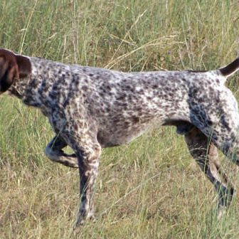 ETOLOGÍA CANINA QUE ES LA ETOLOGÍA CANINA-CCAM99