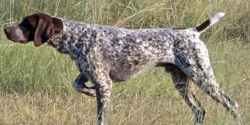 QUE ES LA ETOLOGÍA CANINA-CCAM99