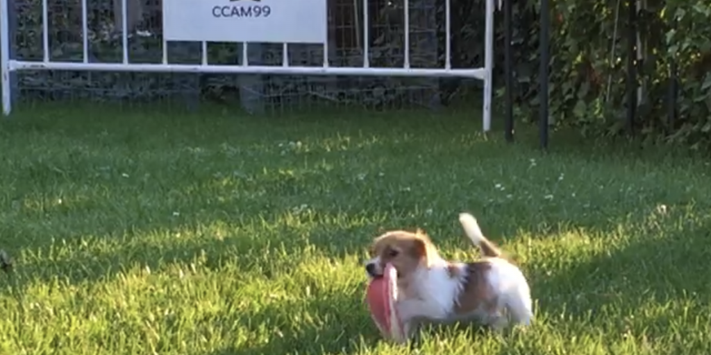 Jack Russell Peaky CCAM99 La raza Jack Russell