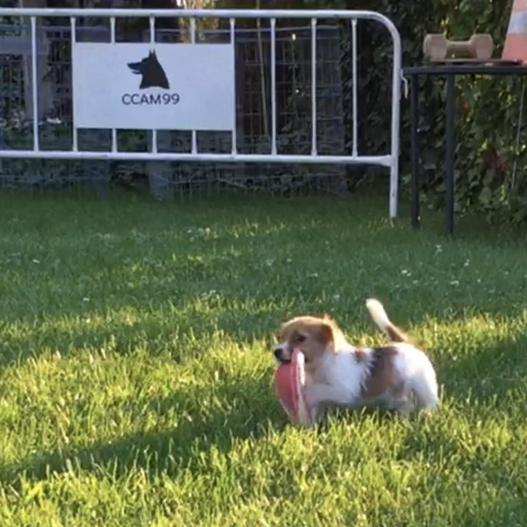 La raza Jack Russell