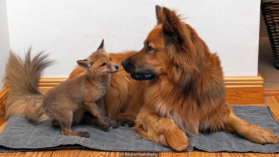 domesticación - zorro y perro
