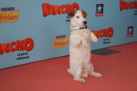 Jack Russell Pancho