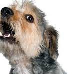 CONTROL DE LOS LADRIDOS CCAM99