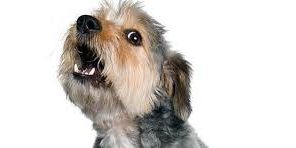 LADRIDO YORKSHIRE CONTROL DE LOS LADRIDOS CCAM99