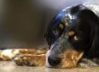 10 errores al adiestrar a tu perro