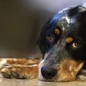 10 errores al adiestrar a tu perro