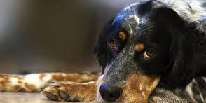 10 errores al adiestrar a tu perro