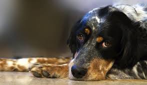 10 errores al adiestrar a tu perro ccam99 10 errores al adiestrar a tu perro